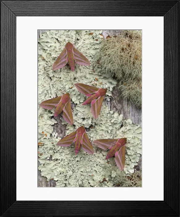 Framed Print : Picture No. 11993173 Framed Print : Picture No. 11993173