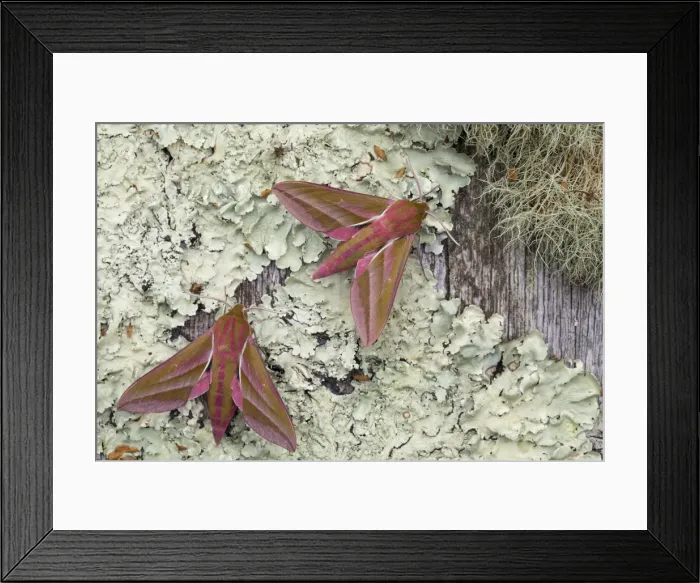 Framed Print : Picture No. 11993174 Framed Print : Picture No. 11993174