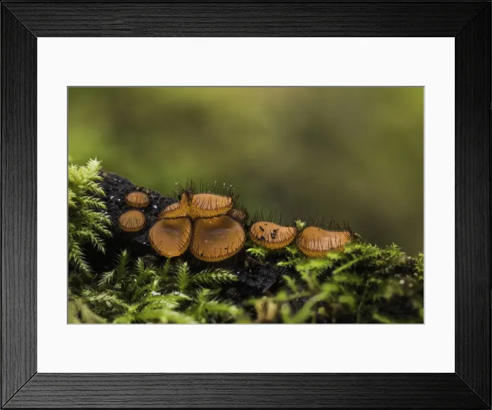 Framed Print : Picture No. 11993175 Framed Print : Picture No. 11993175