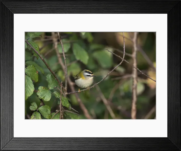 Framed Print : Picture No. 11993177 Framed Print : Picture No. 11993177