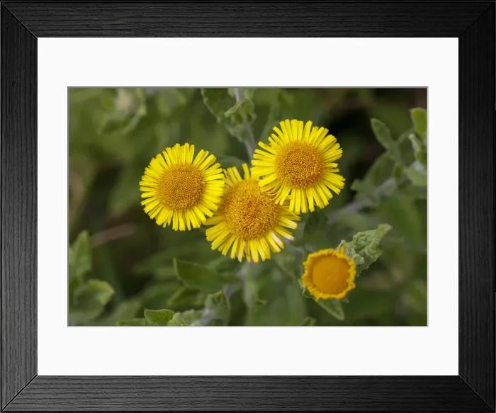 Framed Print : Picture No. 11993178 Framed Print : Picture No. 11993178