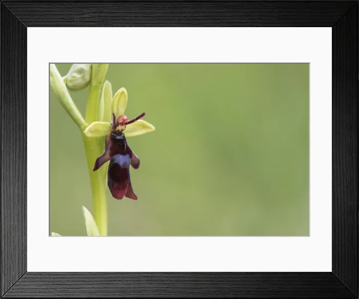 Framed Print : Picture No. 11993179 Framed Print : Picture No. 11993179