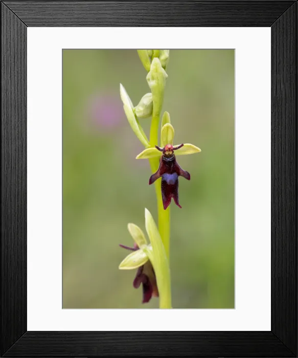 Framed Print : Picture No. 11993180 Framed Print : Picture No. 11993180