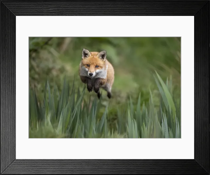 Framed Print : Picture No. 11993181 Framed Print : Picture No. 11993181