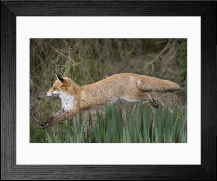 Framed Print : Picture No. 11993182 Framed Print : Picture No. 11993182