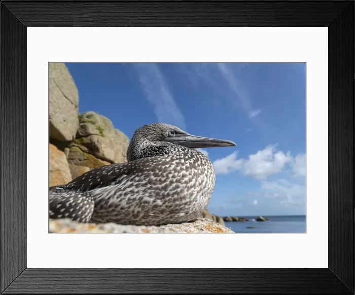 Framed Print : Picture No. 11993183 Framed Print : Picture No. 11993183