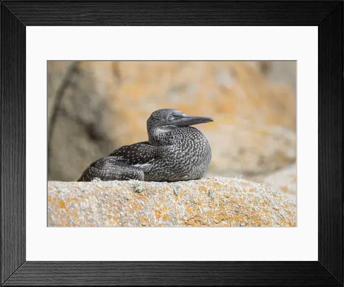 Framed Print : Picture No. 11993184 Framed Print : Picture No. 11993184