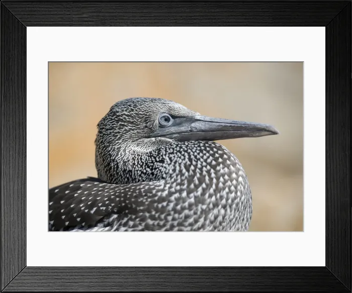 Framed Print : Picture No. 11993185 Framed Print : Picture No. 11993185