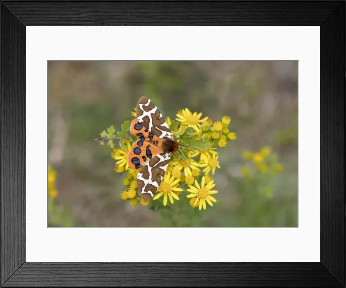 Framed Print : Picture No. 11993186 Framed Print : Picture No. 11993186