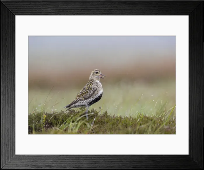 Framed Print : Picture No. 11993190 Framed Print : Picture No. 11993190