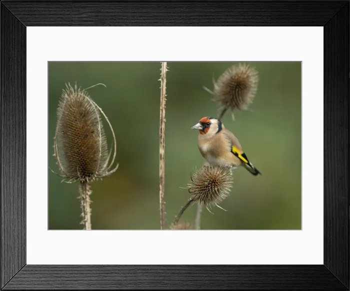 Framed Print : Picture No. 11993191 Framed Print : Picture No. 11993191