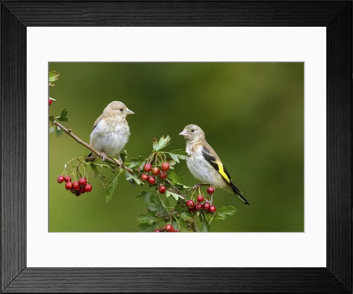 Framed Print : Picture No. 11993192 Framed Print : Picture No. 11993192