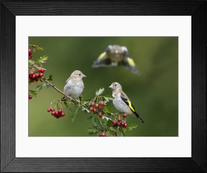 Framed Print : Picture No. 11993193 Framed Print : Picture No. 11993193
