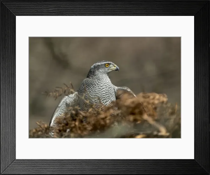 Framed Print : Picture No. 11993195 Framed Print : Picture No. 11993195