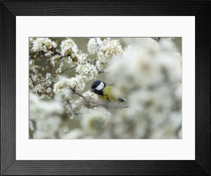 Framed Print : Picture No. 11993198 Framed Print : Picture No. 11993198