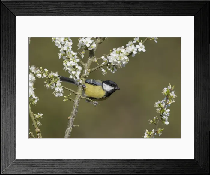 Framed Print : Picture No. 11993199 Framed Print : Picture No. 11993199