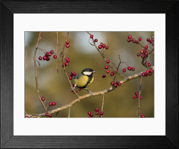 Framed Print : Picture No. 11993200 Framed Print : Picture No. 11993200