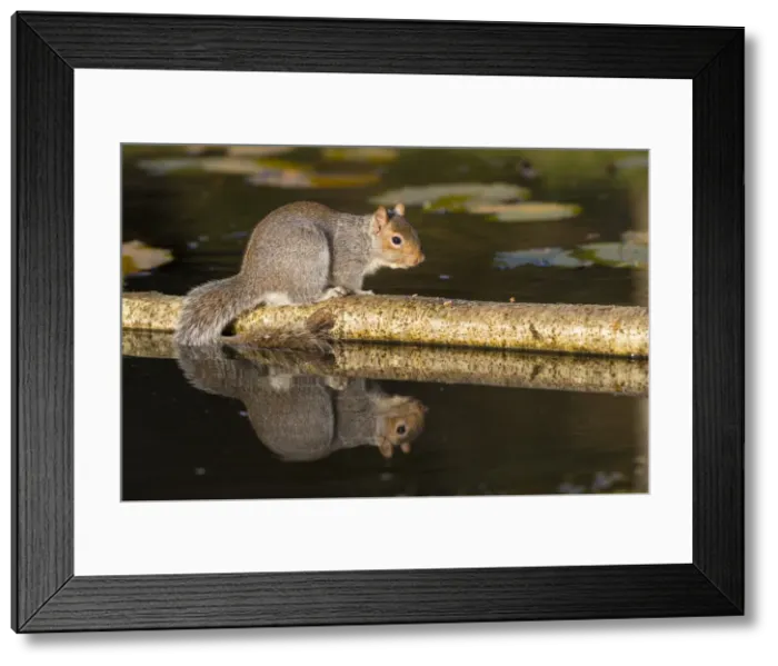 Framed Print : Picture No. 11993202 Framed Print : Picture No. 11993202