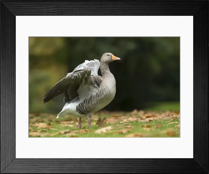 Framed Print : Picture No. 11993207 Framed Print : Picture No. 11993207