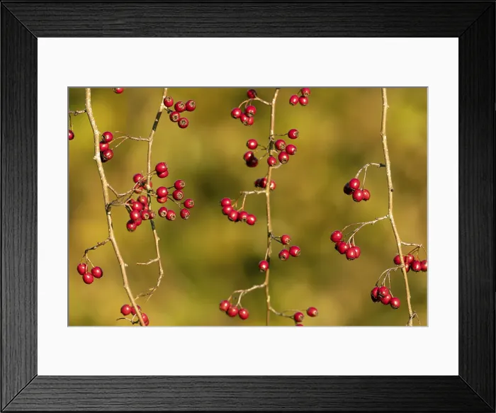 Framed Print : Picture No. 11993208 Framed Print : Picture No. 11993208