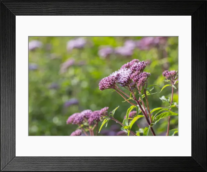 Framed Print : Picture No. 11993209 Framed Print : Picture No. 11993209