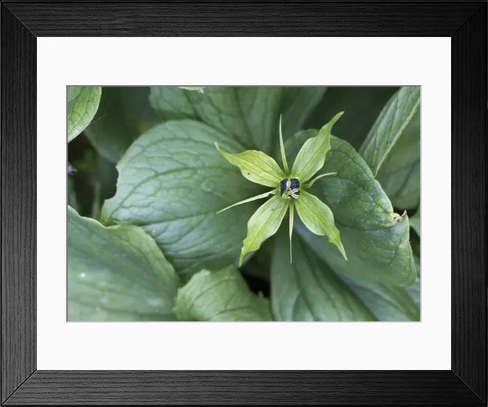 Framed Print : Picture No. 11993210 Framed Print : Picture No. 11993210