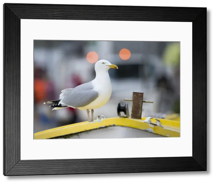 Framed Print : Picture No. 11993211 Framed Print : Picture No. 11993211
