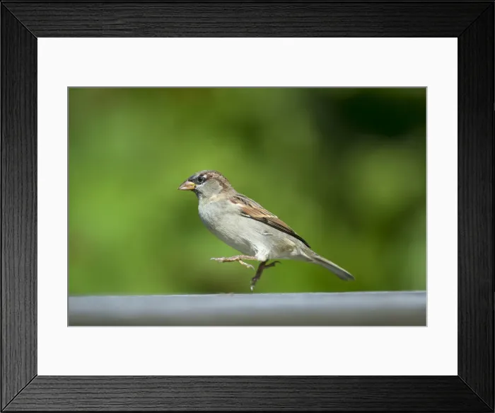 Framed Print : Picture No. 11993212 Framed Print : Picture No. 11993212