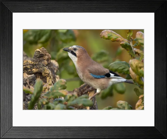 Framed Print : Picture No. 11993215 Framed Print : Picture No. 11993215