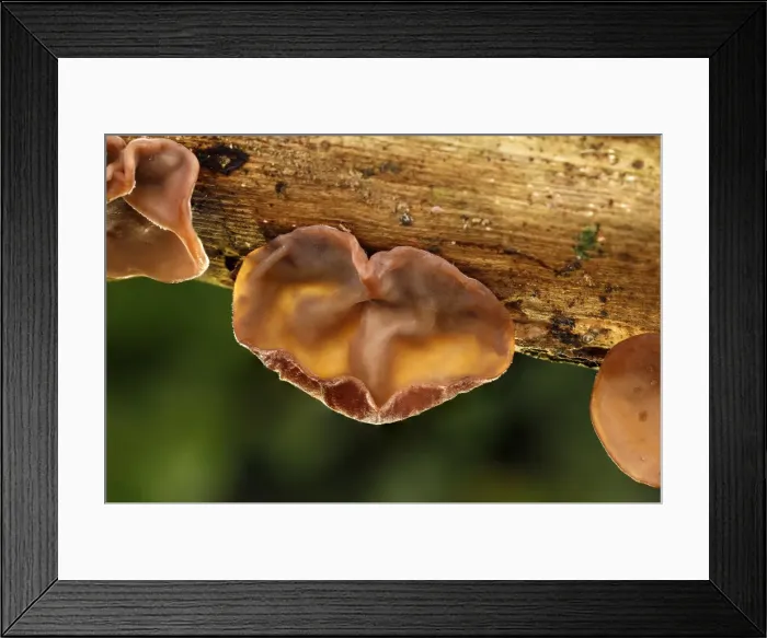 Framed Print : Picture No. 11993216 Framed Print : Picture No. 11993216