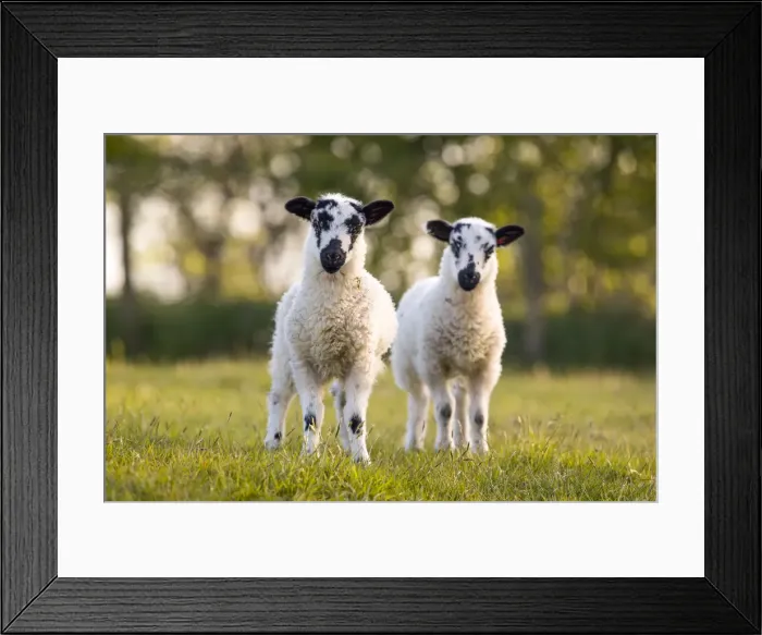 Framed Print : Picture No. 11993219 Framed Print : Picture No. 11993219