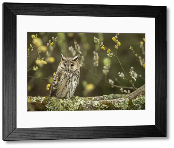 Framed Print : Picture No. 11993222 Framed Print : Picture No. 11993222