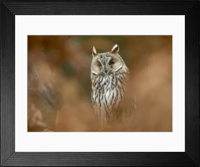 Framed Print : Picture No. 11993223 Framed Print : Picture No. 11993223