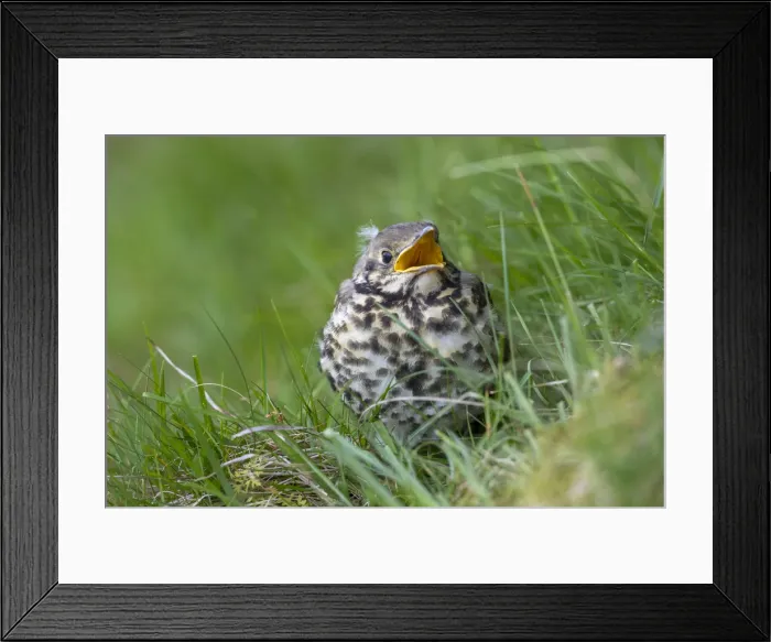 Framed Print : Picture No. 11993225 Framed Print : Picture No. 11993225