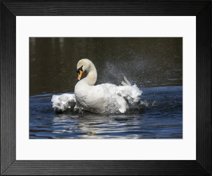Framed Print : Picture No. 11993228 Framed Print : Picture No. 11993228