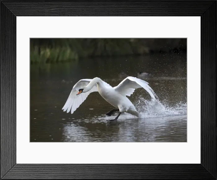 Framed Print : Picture No. 11993229 Framed Print : Picture No. 11993229