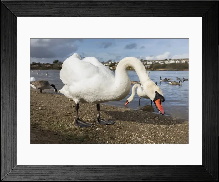 Framed Print : Picture No. 11993230 Framed Print : Picture No. 11993230