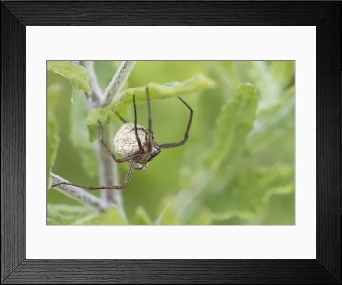 Framed Print : Picture No. 11993231 Framed Print : Picture No. 11993231