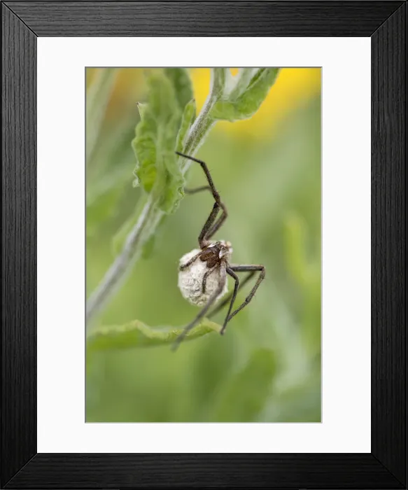 Framed Print : Picture No. 11993232 Framed Print : Picture No. 11993232