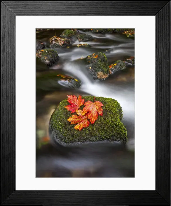 Framed Print : Picture No. 11993233 Framed Print : Picture No. 11993233