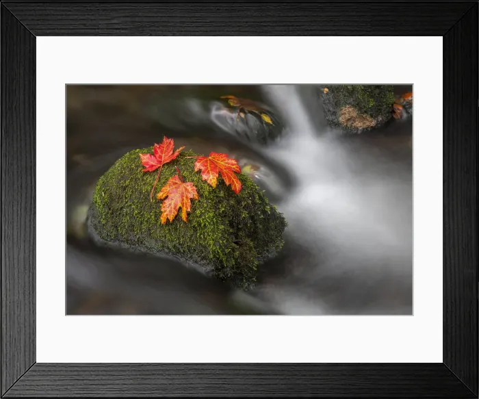 Framed Print : Picture No. 11993234 Framed Print : Picture No. 11993234