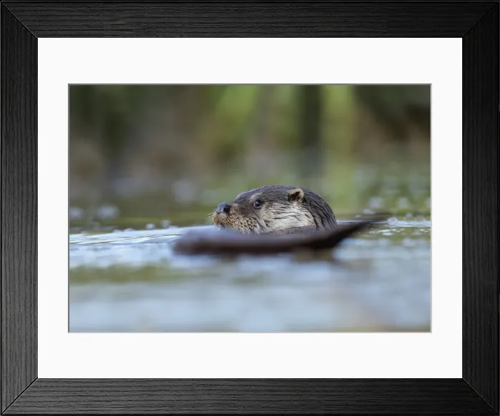 Framed Print : Picture No. 11993236 Framed Print : Picture No. 11993236