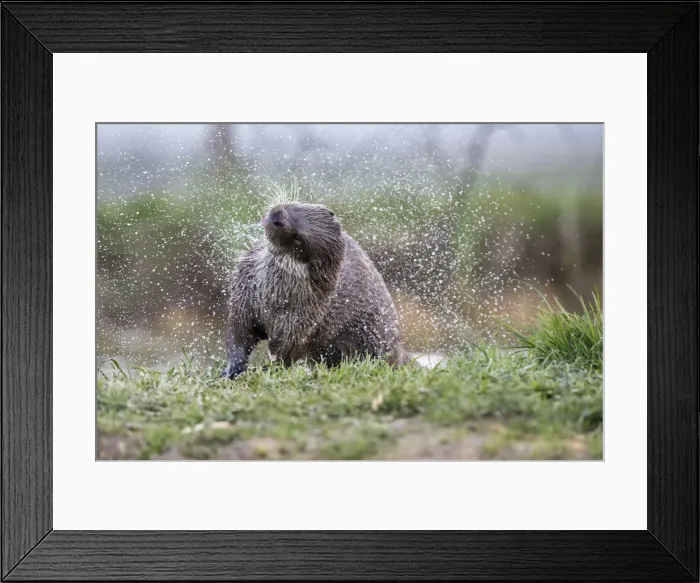 Framed Print : Picture No. 11993238 Framed Print : Picture No. 11993238