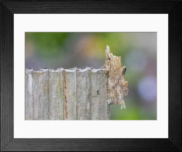 Framed Print : Picture No. 11993240 Framed Print : Picture No. 11993240