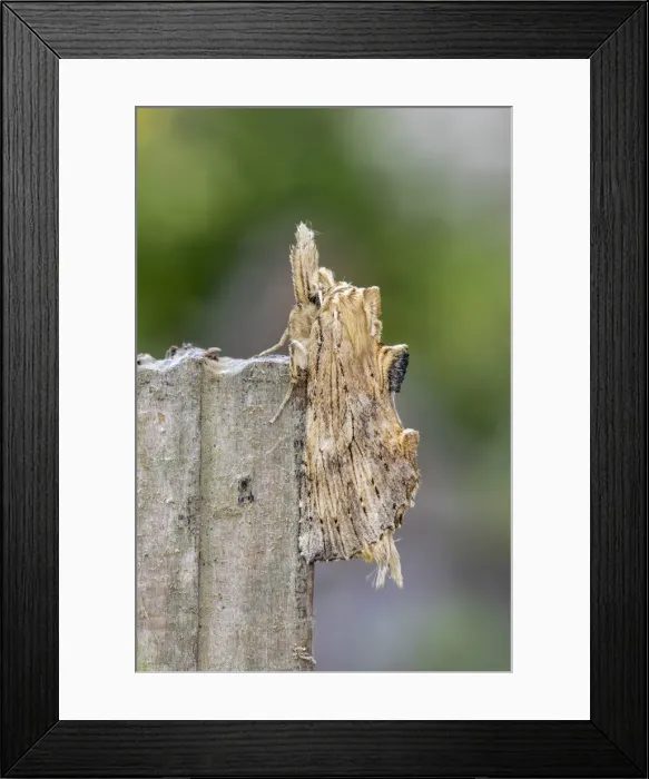 Framed Print : Picture No. 11993241 Framed Print : Picture No. 11993241