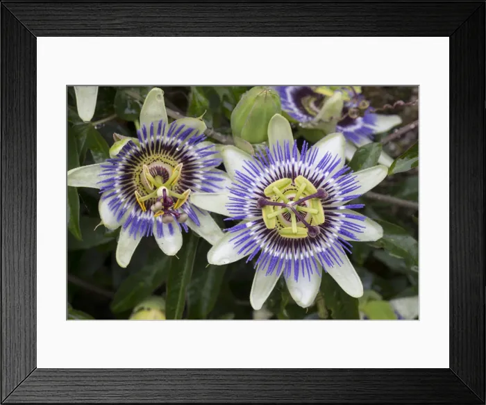 Framed Print : Picture No. 11993242 Framed Print : Picture No. 11993242