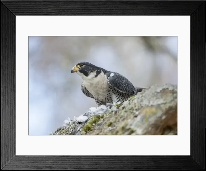 Framed Print : Picture No. 11993246 Framed Print : Picture No. 11993246