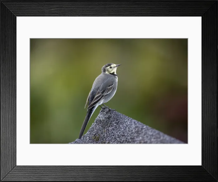 Framed Print : Picture No. 11993247 Framed Print : Picture No. 11993247