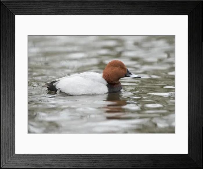 Framed Print : Picture No. 11993248 Framed Print : Picture No. 11993248