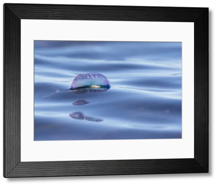 Framed Print : Picture No. 11993251 Framed Print : Picture No. 11993251